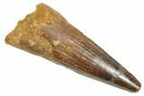 Fossil Spinosaurus Tooth - Real Dinosaur Tooth #363095-1